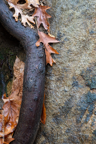 tree in the forest