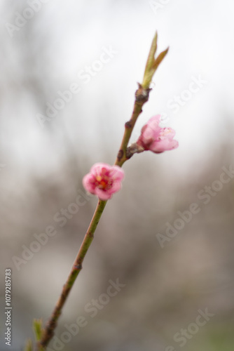 magnolia blossom