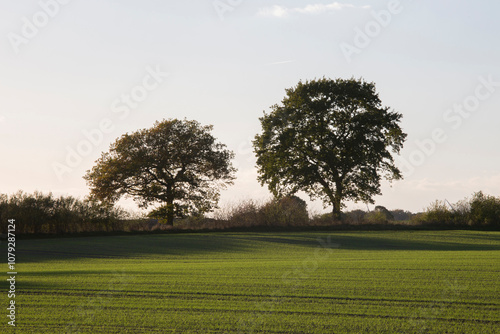 Trees on a field