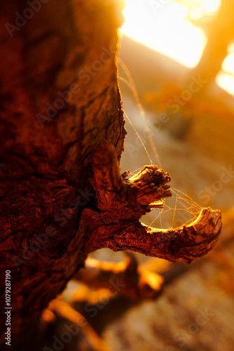 bark tree