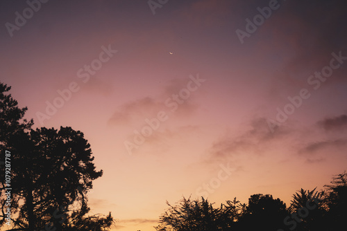 sunset in the forest