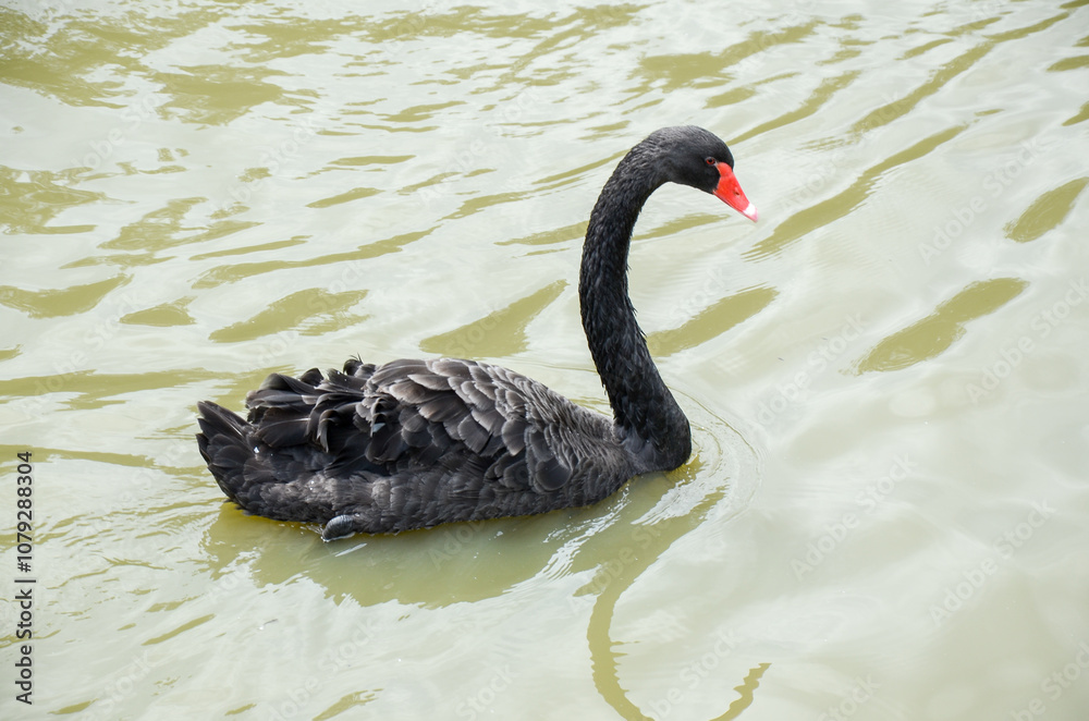 Fototapeta premium Photo of black swan in lake