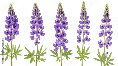 Lush field of purple lupine flowers under sunny sky backdrop