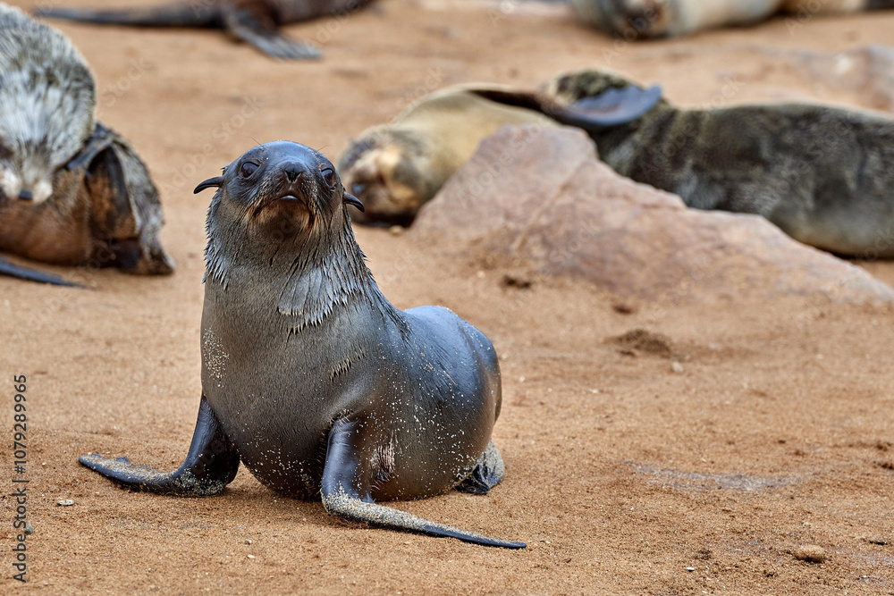 Fototapeta premium Curious young seal pup on sandy beach looking towards camera