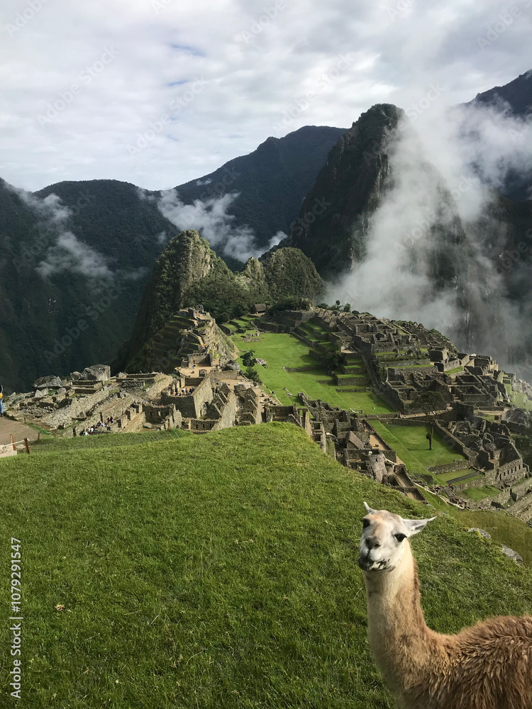 Fototapeta premium Lama And Machu Picchu, Peru