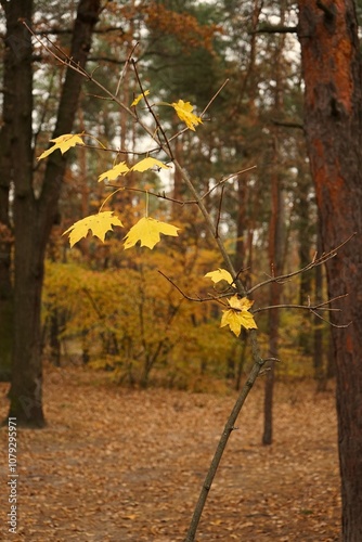 yellow maple leaf in autumn in the forest