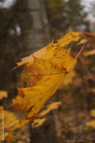 yellow maple leaf in autumn in the forest