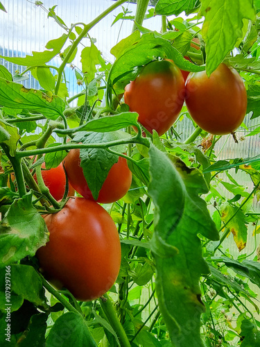 Red oval tomatoes ripen on the stems of tomato bushes. Growing tomatoes in a greenhouse