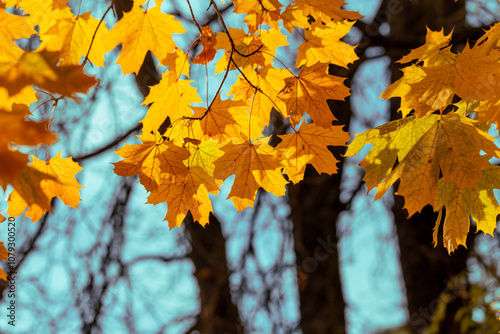 Yellow autumn leaves and black trunks against a blue sky.