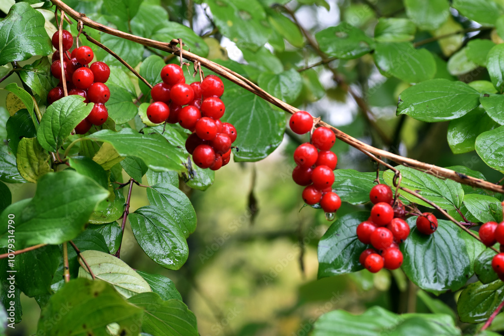 Toxic red fruits of the Dioscorea communis or Tamus communis plant. Toxic red fruits of the Dioscorea communis or Tamus communis plant.