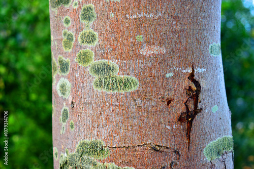 Detail of the trunk of the Acer saccharinum maple covered with lichens photo