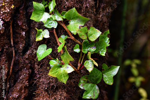 Detail of an ivy (Hedera he...