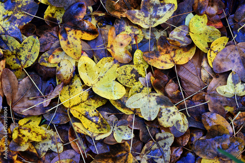 Autumn leaves of Montpellie...