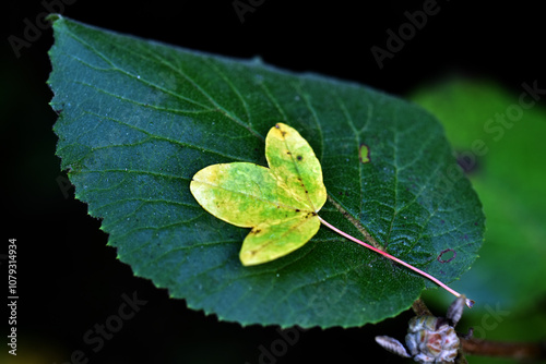 A yellow leaf of the Montpe...