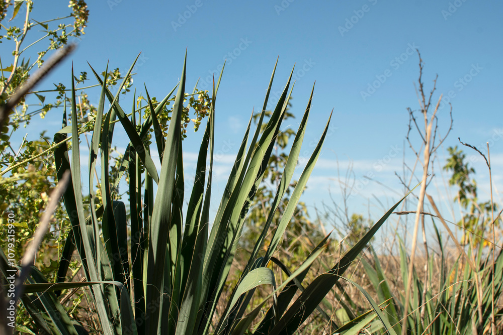 Obraz premium Bush of a wild yucca plant 