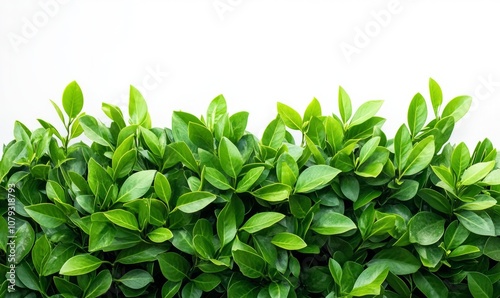 Dense green shrub with vibrant leaves, isolated on a white background.