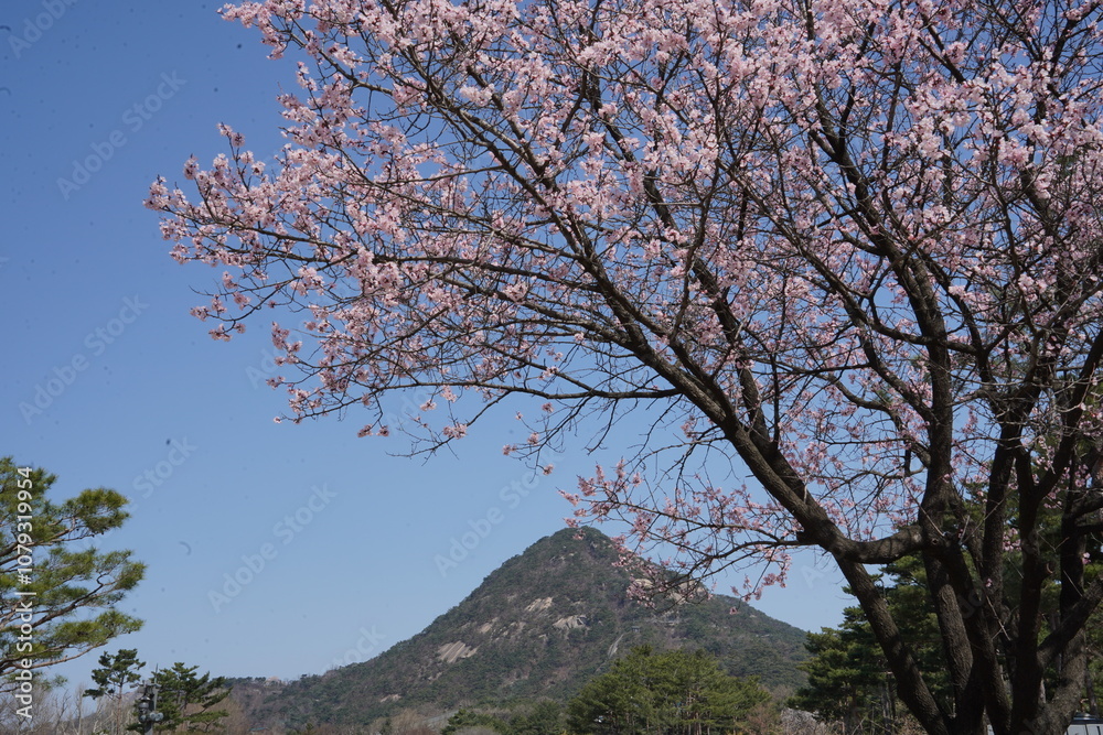 Gyeongbokgung Palace - Mountain View Gyeongbokgung Palace - Mountain View