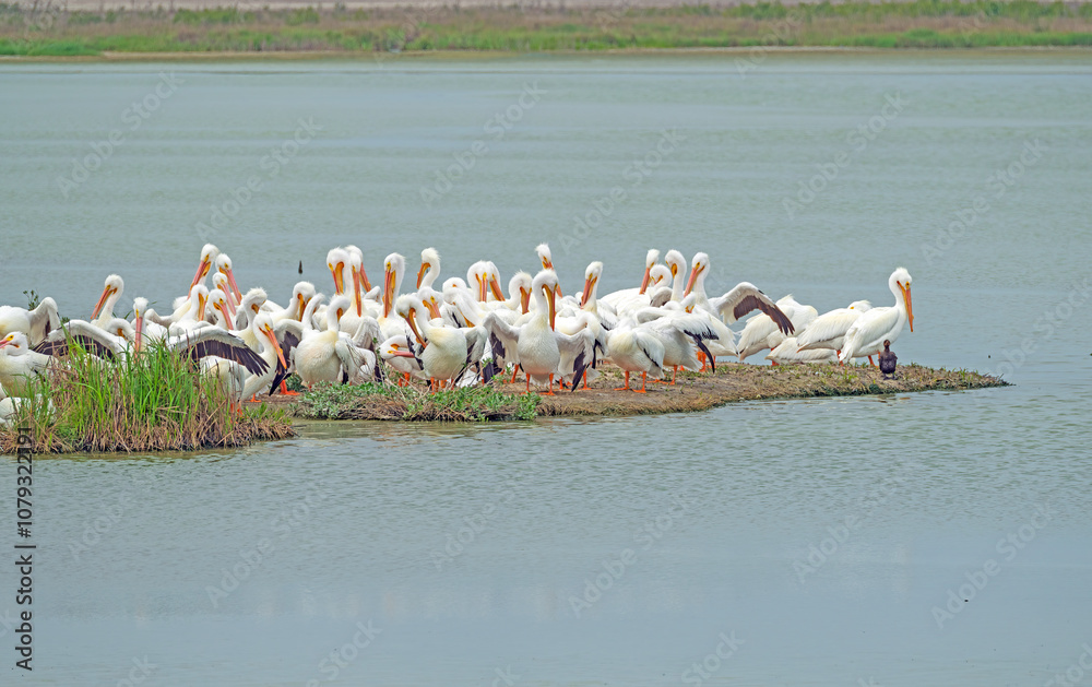 A large Group of White Pelican on Wetland Shore