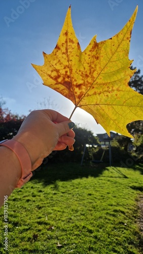 Hand hält gelbes Ahornblatt in die Sonne