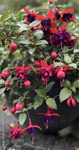 Fuschia in the rain  photo