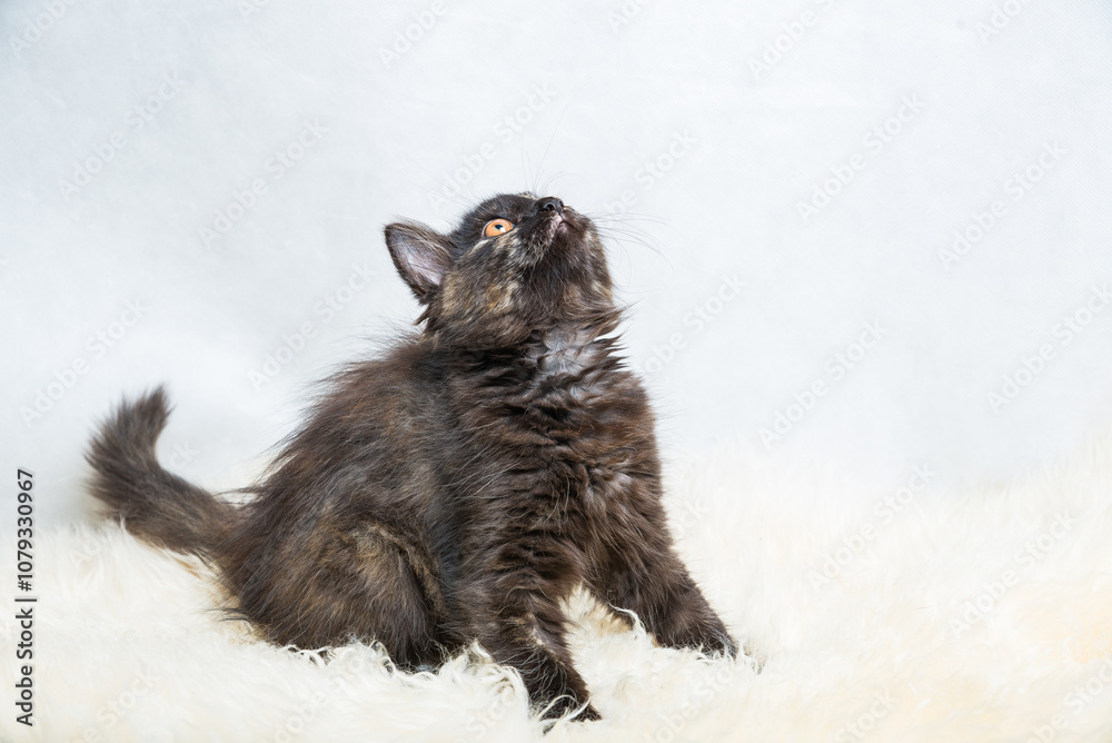 Obraz premium Three months old tortoiseshell kitty in hunting position lying on the white synthetic fur on white background