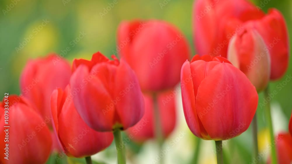 Close up of red tulips. Blooming bright red tulips in the garden Close up of red tulips. Blooming bright red tulips in the garden