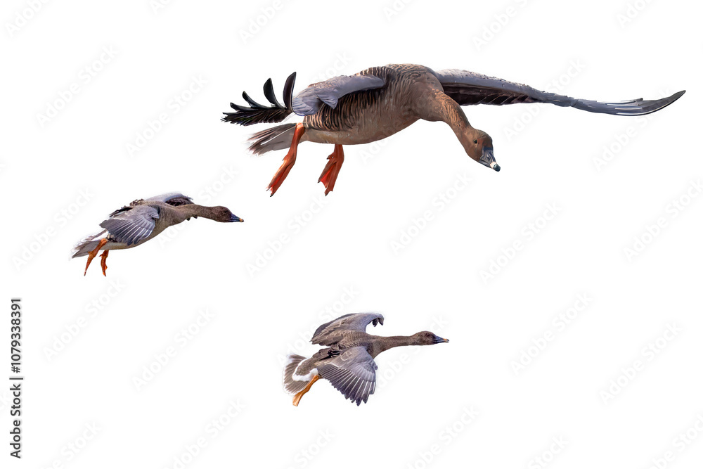 Obraz premium 飛翔するヒシクイの切り抜き画像