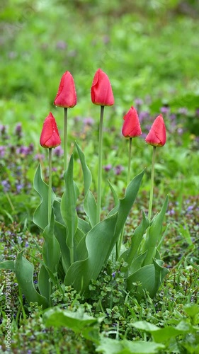 Vertical video of tulip bush in rain. Five wet red tulips in bloom in the garden