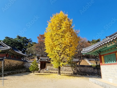 가을 은행나무