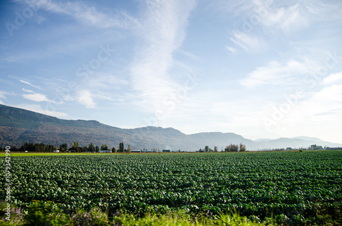 Autumn colors of the Agricultural farms in Chilliwack, BC, Canada