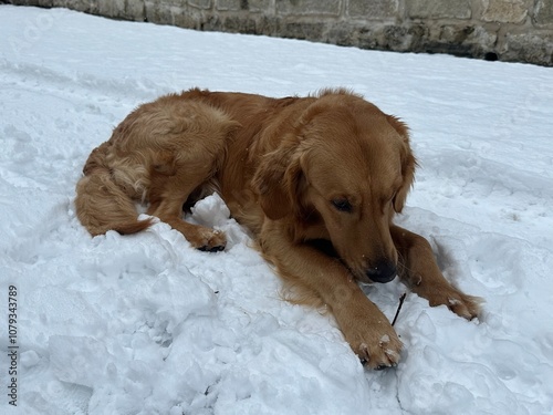 Chien golden retriever joue dans la neige blanche