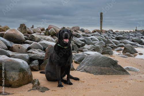 Fototapeta Naklejka Na Ścianę i Meble -  A dramatic seascape with crashing waves against a rocky breakwater, stretching towards the horizon. The stormy sky. Black dog looking.