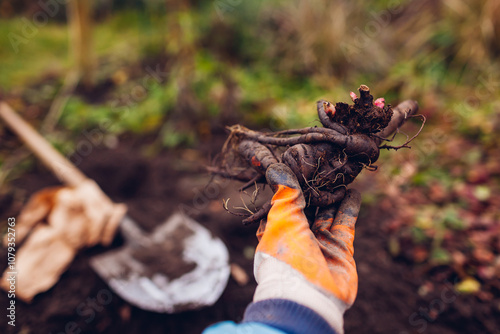 Fototapeta Naklejka Na Ścianę i Meble -  Gardener planting bare rooted peony tubers in soil in autumnal garden using shovel. Close up of roots with buds
