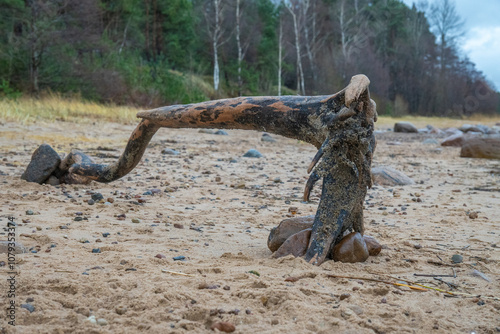 Wooden pieces of very old in the Baltic Sea sandy beach. photo