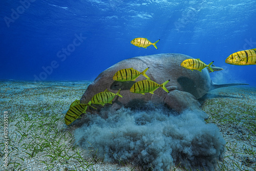 Dugong (sea cow) at Marsa Mubarak, Red Sea, Egypt