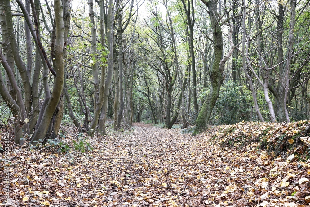 path in the forest path in the forest