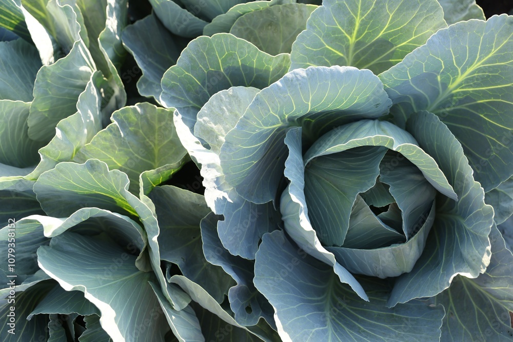 Fototapeta premium Green cabbages growing in field on sunny day, top view