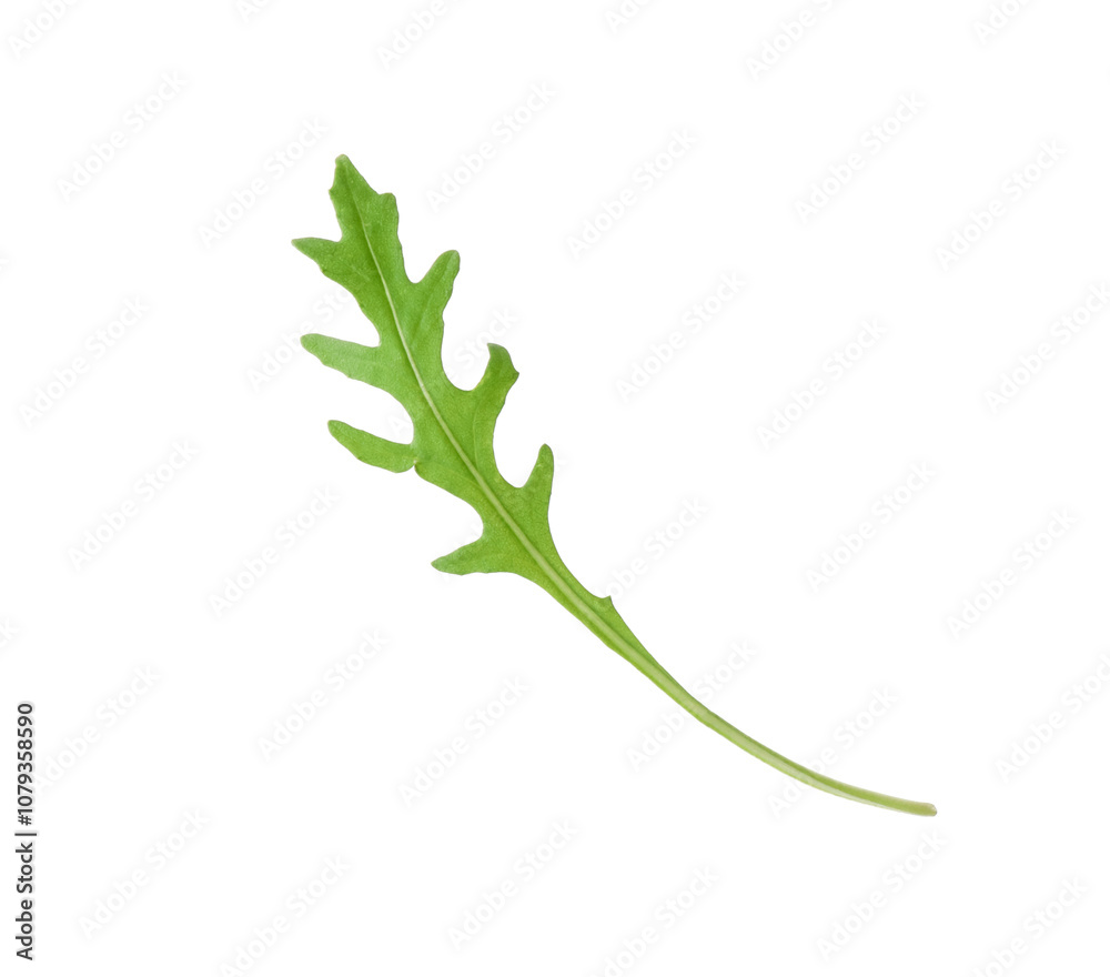 One fresh arugula leaf isolated on white One fresh arugula leaf isolated on white