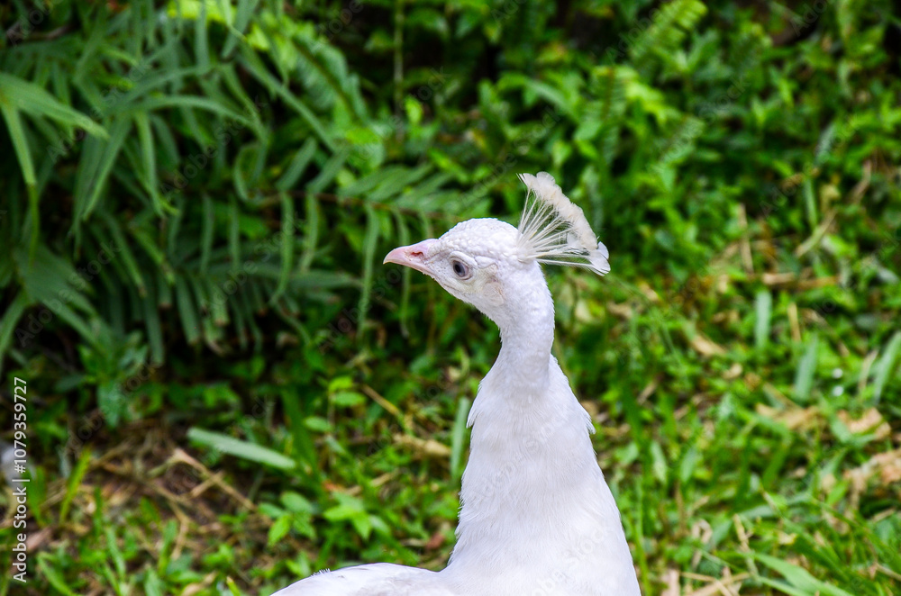Photo of a white peacock walking around a zoo Photo of a white peacock walking around a zoo