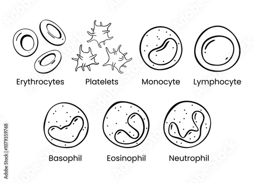 Vector line icon set of Monocyte, Lymphocyte, Eosinophil, Neutrophil, Basophil, Platelet, Erythrocytes. Types of blood cells.