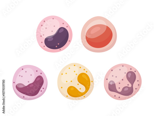 Vector set of white blood cells. Monocyte, Lymphocyte, Eosinophil, Neutrophil, Basophil.
