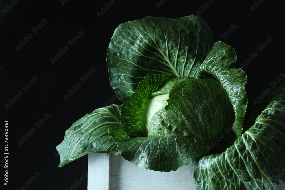 Fototapeta premium Whole ripe head of cabbage in crate on dark background