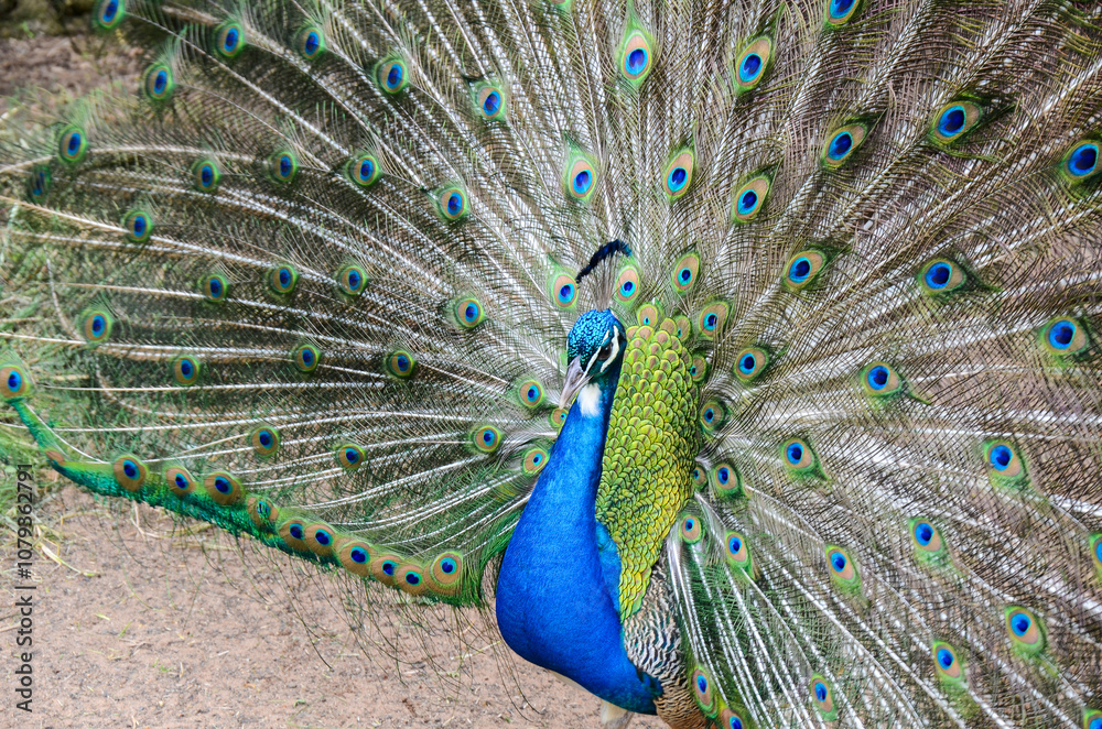 Fototapeta premium A peacock spreading his tail, displaying his plumage