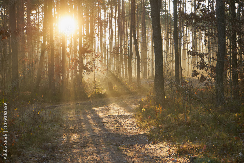 Fototapeta premium las,wschód słońca,jesień