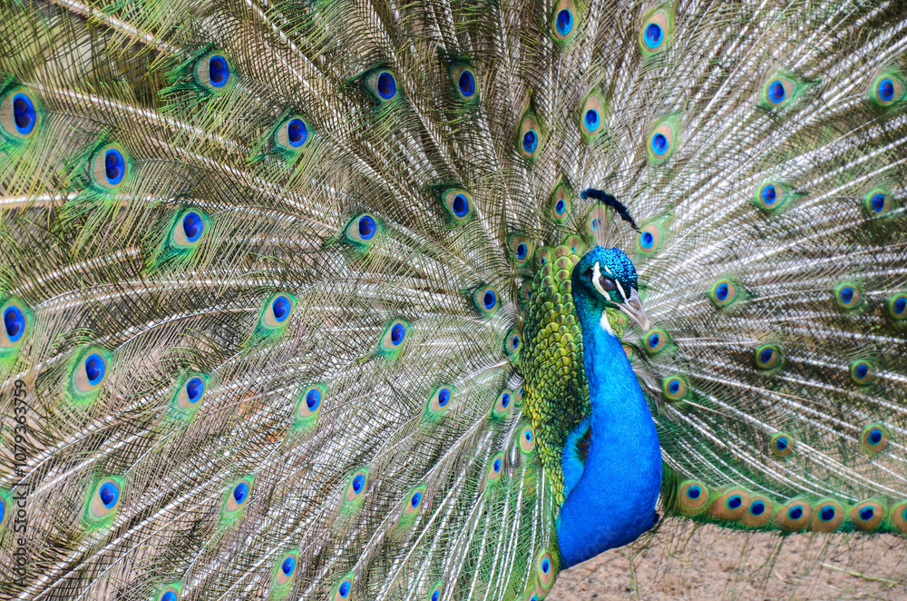 Fototapeta premium A peacock spreading his tail, displaying his plumage