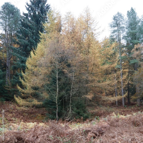pine forest in autumn