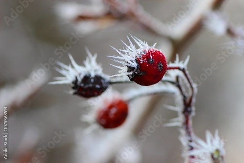 Frost-covered red berries on branch in winter close-up with blurred background