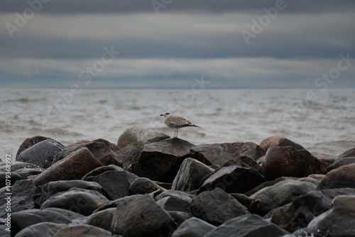 Gull perched on a stone against the sea. Splashes from the waves bumping against the rocky shore photo