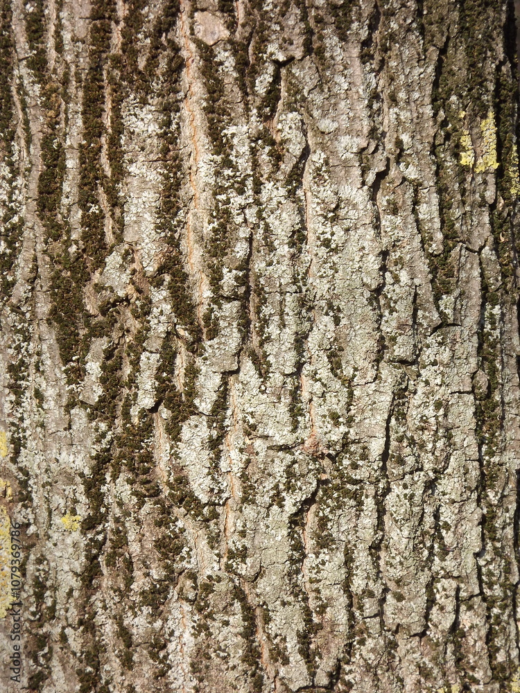 Fototapeta premium Moss patterns on tree bark