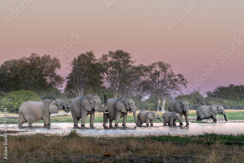 Herd of African elephants (Loxodonta africana), drinking at Khwai river during the sunset, Okavango delta, Moremi, Botswana, Africa.